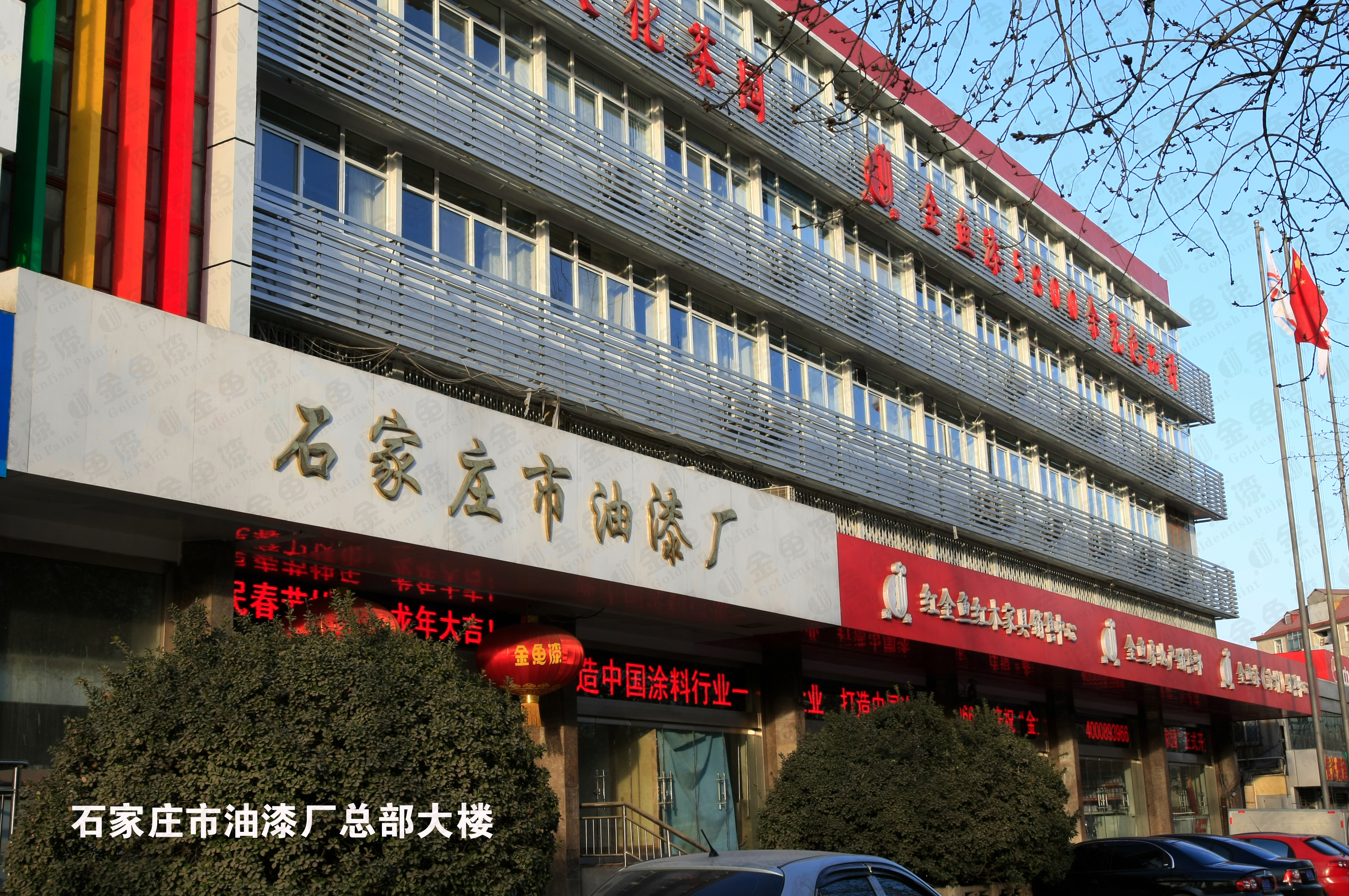 關(guān)于金魚(圖1)